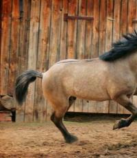 Описание и экстерьер башкирской лошади Башкирская лошадь на мясо