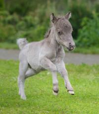 世界最小の子馬がレニングラード地方で誕生