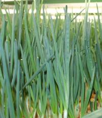 Cultivarea culturilor hidroponice Hidroponia la domiciliu verdeață ceapa